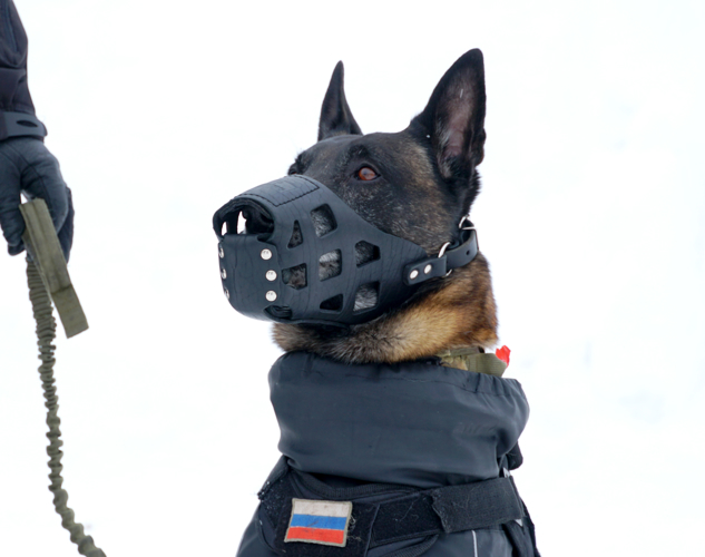 Больше чем служба: росгвардейцы-кинологи и их верные напарники стали героями проекта "Служат два товарища" 